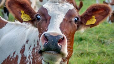 Bovine Artificial Insemination