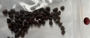 Virginia Chinese Seeds